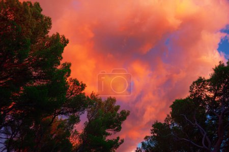 Foto de Capturando el espectáculo de la noche de la naturaleza, el cielo arde con un lienzo vibrante de nubes encendidas contra las siluetas de delicadas ramas de árboles - Imagen libre de derechos
