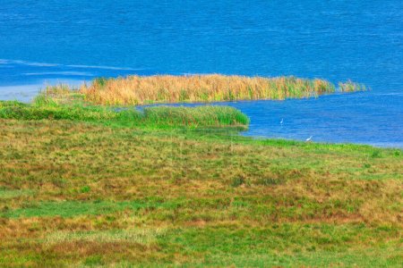 Foto de Escena cautivadora con pantanos que se extienden a lo largo de la ribera del río donde están las aves en junco verde - Imagen libre de derechos