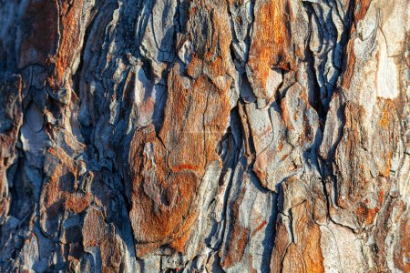 Téléchargez les photos : La texture rugueuse de l'écorce de l'arbre est révélée en gros plan. Fond mosaïque naturelle - en image libre de droit