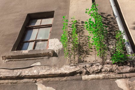 Foto de Joven árbol verde que crece en la pared de una casa vieja. Naturaleza y decadencia urbana como un joven árbol verde prospera contra la fachada envejecida de una vieja arquitectura - Imagen libre de derechos