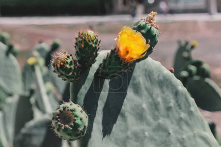 Téléchargez les photos : Gros plan du cactus à fleur jaune dans le jardin botanique. Cactus à surface piquante et texturée - en image libre de droit
