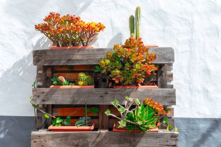 Photo for Cactuses and succulents in a wooden box on a white wall part of street decoration - Royalty Free Image