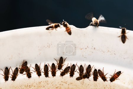 Foto de Vista de cerca de las abejas que trabajan sobre un fondo blanco en la colonia de abejas - Imagen libre de derechos