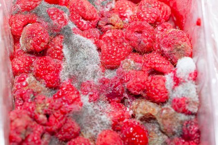 Raspberries with mold macro background, selective focus