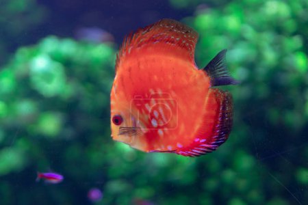 Photo for Beautiful red discus fish swimming in an aquarium. Tropical fish - Royalty Free Image