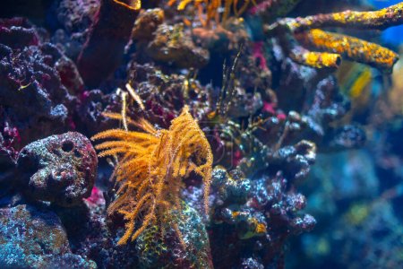 Colorful and beautiful underwater world with corals and tropical fish