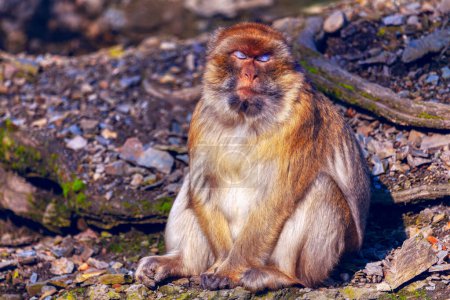 Mono de pie con los ojos cerrados. Macaco de Berbería (Macaca Fascicularis) sentado en el suelo