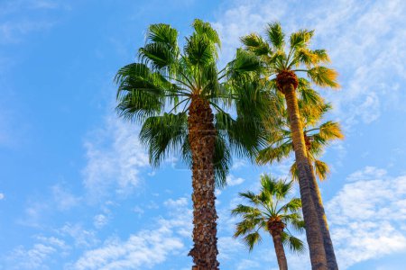 Photo for Palm trees against the blue sky with clouds. Tropical background - Royalty Free Image