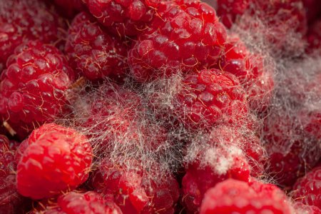 Moldy raspberries close up as a background