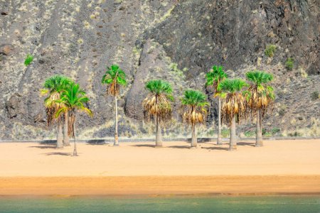 Palm trees on the sandy tropical beach. Playa de Las Teresitas in  Santa Cruz de Tenerife