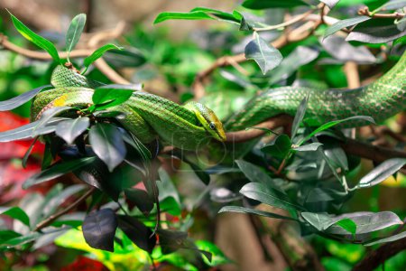 Víbora verde en el árbol de la selva. Serpiente de pie en la rama 