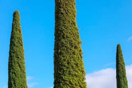 Green cypresses in a row on blue sky background