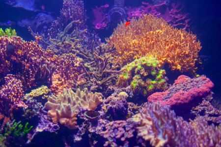 Téléchargez les photos : Anémones marines vibrantes et formations coralliennes, superbe tableau sous-marin - en image libre de droit