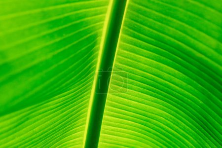 Background of tropical green leaf with sunlight