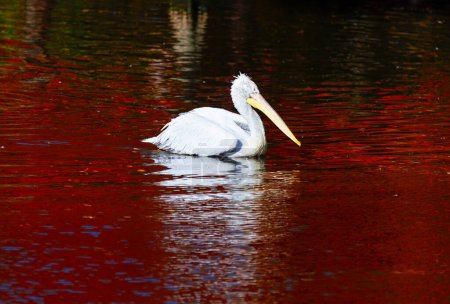 Pelican blanc nageant dans le lac avec de l'eau rouge et reflet