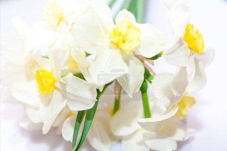 Bouquet of white daffodils on a white background. Fresh flowers with white petals