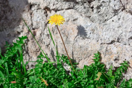 Yellow dandelion on the background of a stone wall and green grass