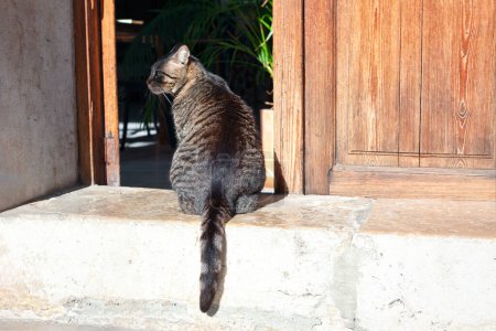 Katze sitzt vor einer Holztür im alten Dorf