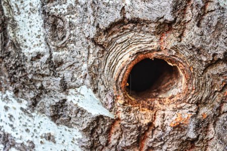 Téléchargez les photos : Trou dans l'écorce d'un arbre fournit une entrée pour un nid d'oiseaux - en image libre de droit