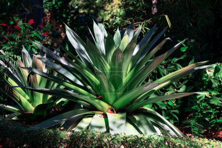 Lush green plant with numerous leaves, creating a vibrant and abundant display of foliage. Tropical garden features a big plant with numerous green leave
