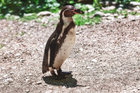 Ein Pinguin steht auf einer Kiesfläche in der Natur