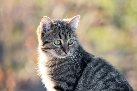 Foto de Joven gato rayado con una mirada cercana en el jardín sobre un fondo borroso - Imagen libre de derechos