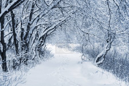 Winterwald mit schneebedeckten Bäumen und Straße zwischen Bäumen nach Schneefall