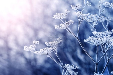 Téléchargez les photos : Branches sèches de plantes couvertes de gel le matin au lever du soleil - en image libre de droit