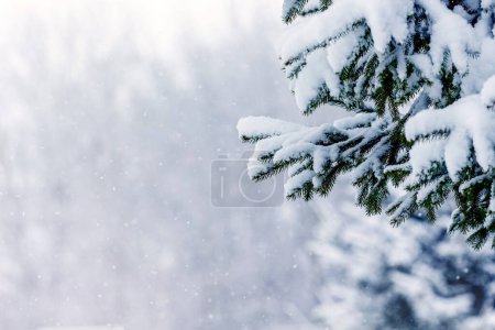 Photo for Snow-covered spruce branches in the forest on a blurred background - Royalty Free Image