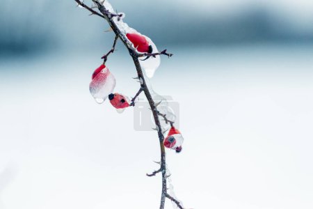 Eisbedeckter Hagebuttenzweig mit roten Beeren auf leicht verschwommenem Hintergrund. Vereisung der Pflanzen im Winter