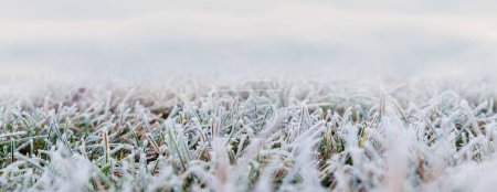 Frost-covered thick green grass, autumn and winter background