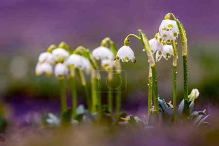 White snowdrops with raindrops in the forest in spring on a blurred background
