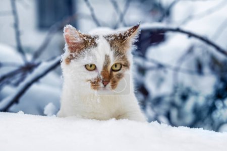 White spotted cat in the winter garden. Cat in the snow