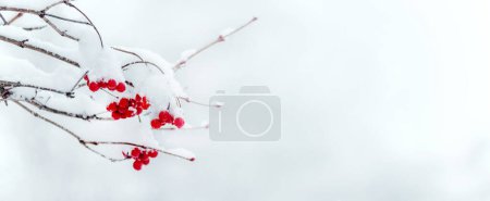 Photo for Snow-covered clusters of viburnum with red berries in winter on a light background, copy space - Royalty Free Image