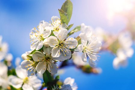 Téléchargez les photos : Une branche de cerise avec des fleurs blanches sur le fond du ciel bleu par temps ensoleillé. Fleurs de cerisier - en image libre de droit