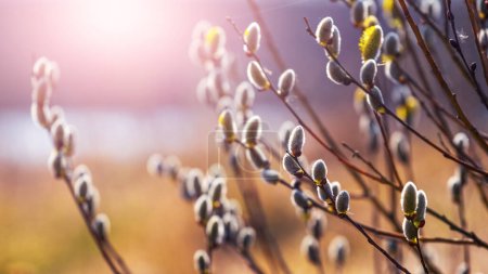 Photo for Willow branch with catkins near the forest and river in sunny weather  on a blurred light background. Easter background - Royalty Free Image
