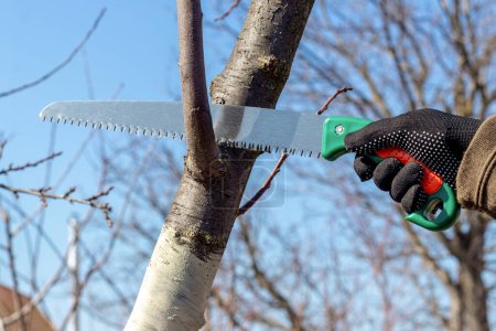 Foto de Un jardinero corta ramas extras en un árbol con una sierra - Imagen libre de derechos