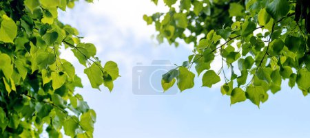 Photo for Linden branches with young fresh leaves on the background of the sky in sunny weather - Royalty Free Image