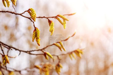 Foto de Una rama de un árbol con pendientes en un bosque de primavera sobre un fondo borroso - Imagen libre de derechos