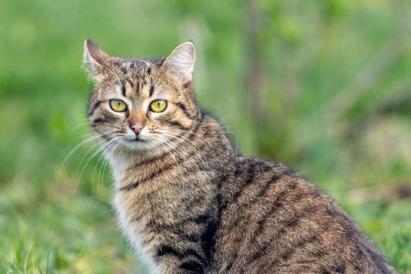 A brown tabby cat  in the garden on a background of green grass close-up