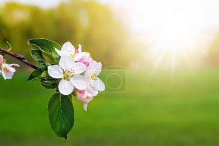 Téléchargez les photos : Branche de pommiers avec des fleurs blanches dans le jardin de printemps. Pommes en fleurs - en image libre de droit