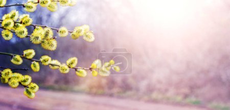 Primavera Fondo de Pascua con rama de sauce con amentos esponjosos cerca de la carretera en tiempo soleado
