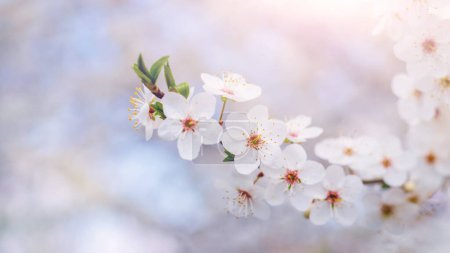 Photo for A  cherry plum branch with white flowers in delicate light tones. Cherry plum blossoms - Royalty Free Image