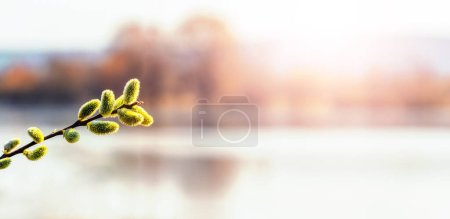 Willow branch with catkins near the forest and river on a blurred light background. Easter background