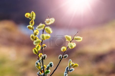 Foto de Willow branches with fluffy catkins near the river in sunny weather - Imagen libre de derechos
