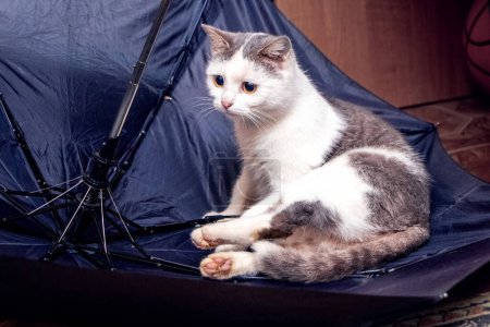 A beautiful white spotted cat is sitting in an umbrella