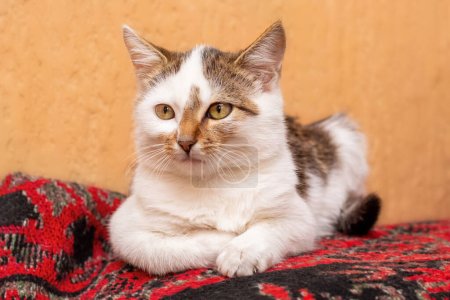 Téléchargez les photos : A white spotted cat lies in a room on a speckled carpet - en image libre de droit