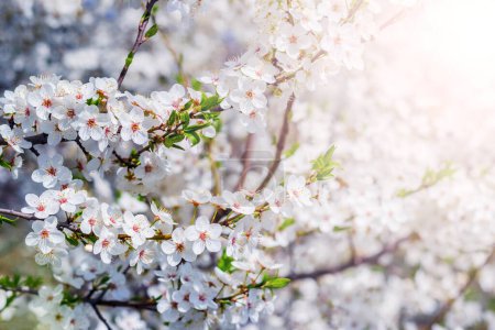 Photo for Cherry plum blossoms. A cherry plum branch with white flowers on a sunny day - Royalty Free Image