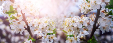 Photo for Cherry plum branch with flowers and buds in sunny weather, cherry plum blossoms - Royalty Free Image