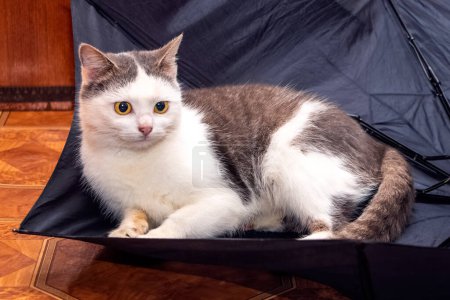 Téléchargez les photos : A beautiful white spotted cat is sitting in an umbrella - en image libre de droit